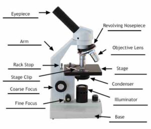 imagen del microscopio compuesto