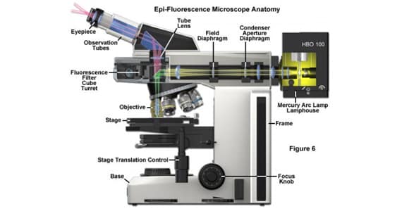 que es el microscopio de luz fluorescente