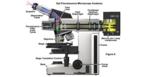 que es un microscopio de fluorescencia y como funciona